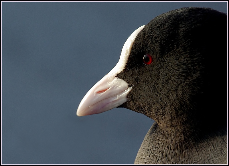 Portrait de foulque