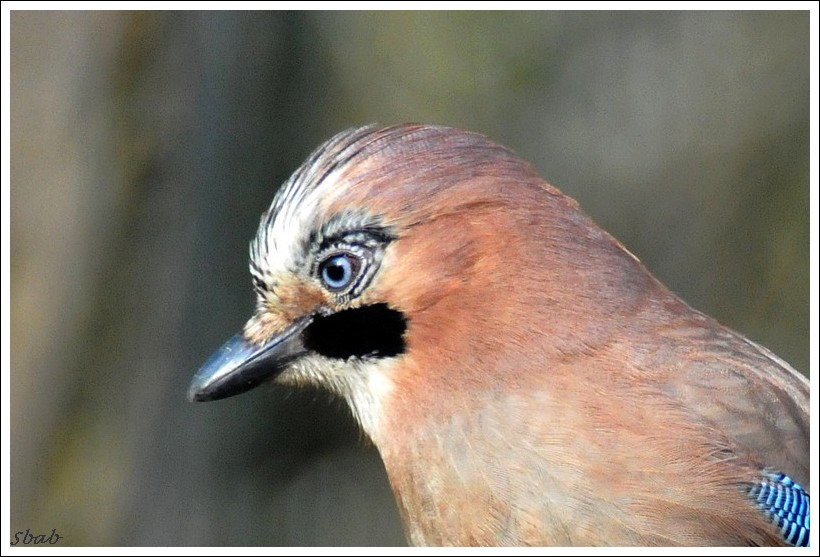 Portrait de geai des chenes