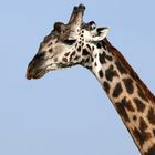 Portrait de girafe