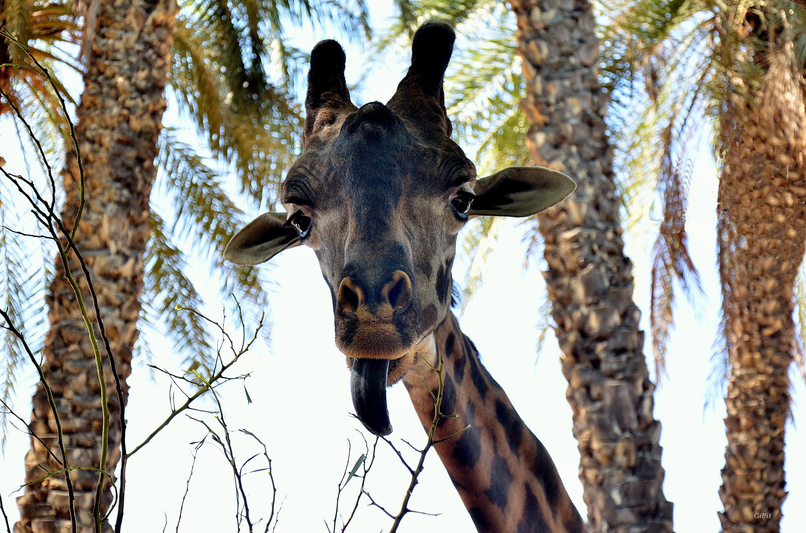 Portrait de giraffe