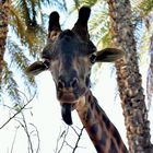 Portrait de giraffe