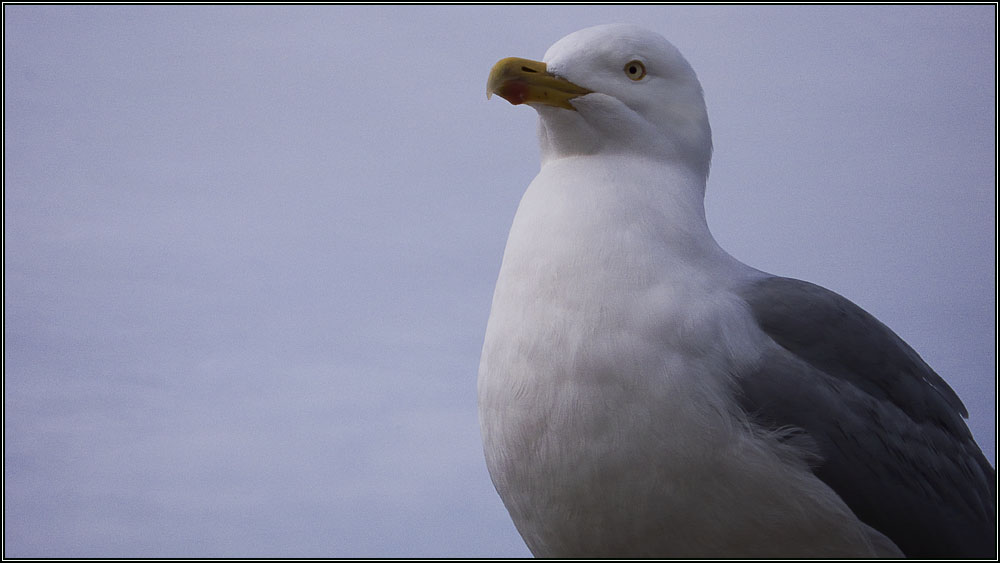 Portrait de goélant