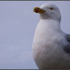 Portrait de goélant