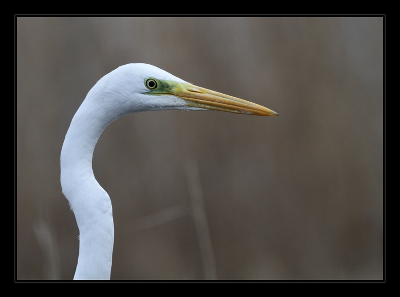 Portrait de Grande aigrette.