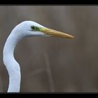 Portrait de Grande aigrette.