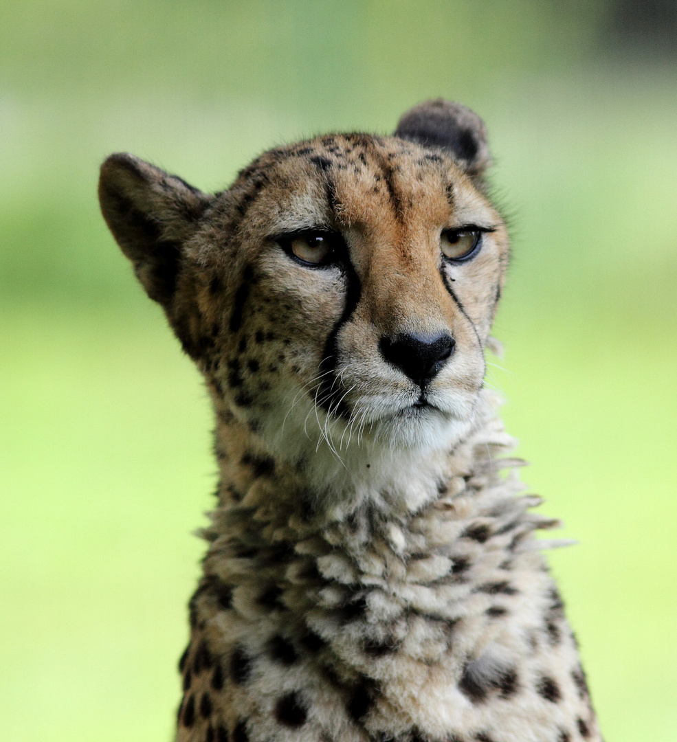 portrait de Guépard .