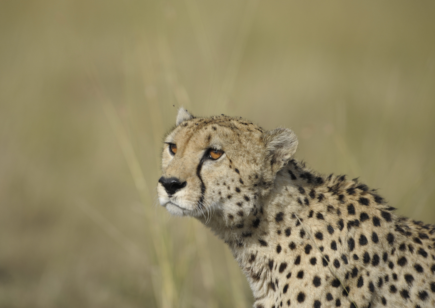 Portrait de Guépard