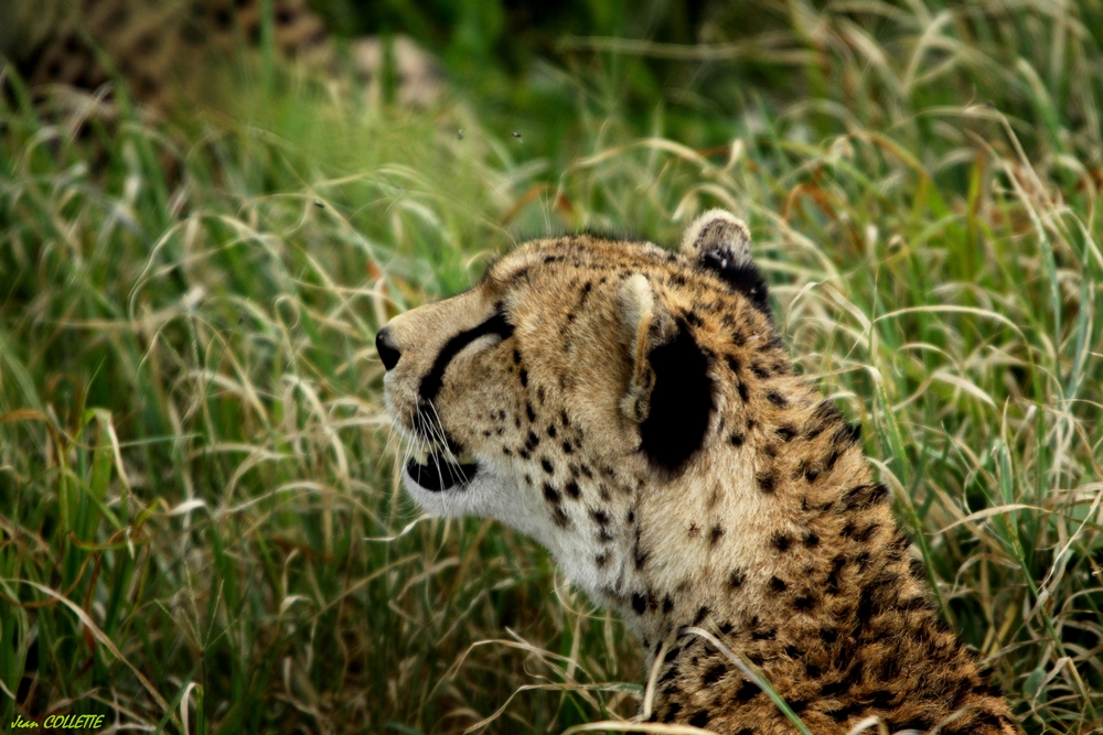 Portrait de guépard.