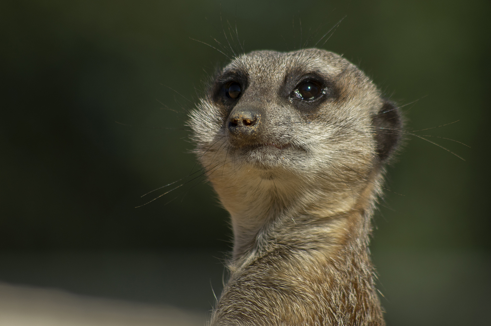 Portrait de guetteur 2 (Suricata suricatta, suricate)