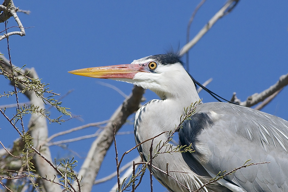 Portrait de Héron