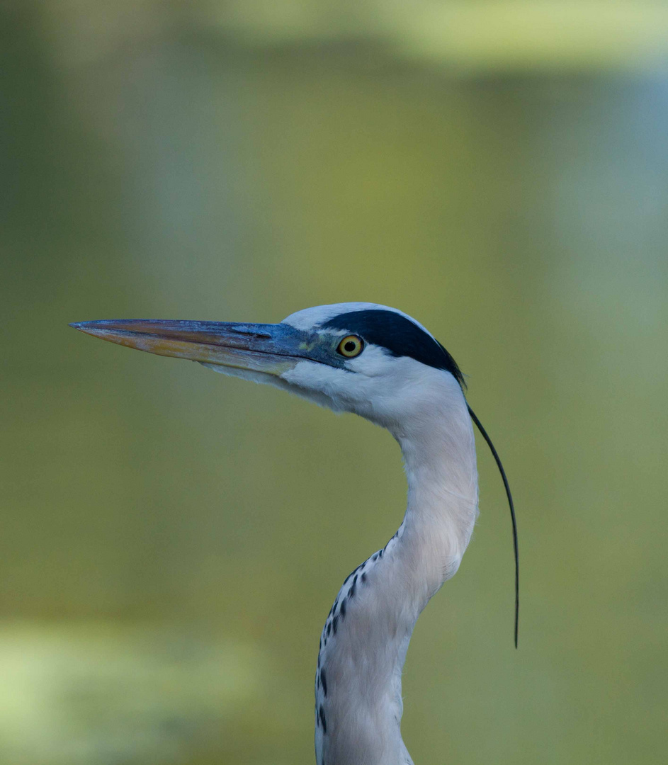 Portrait de Heron