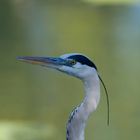 Portrait de Heron