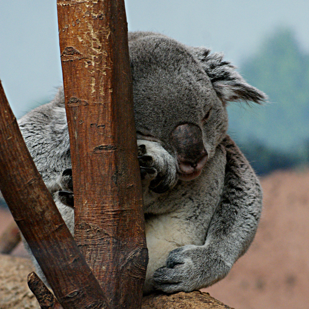 portrait de koala à l'heure de la sieste