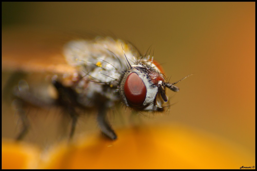 Portrait de la mouche.