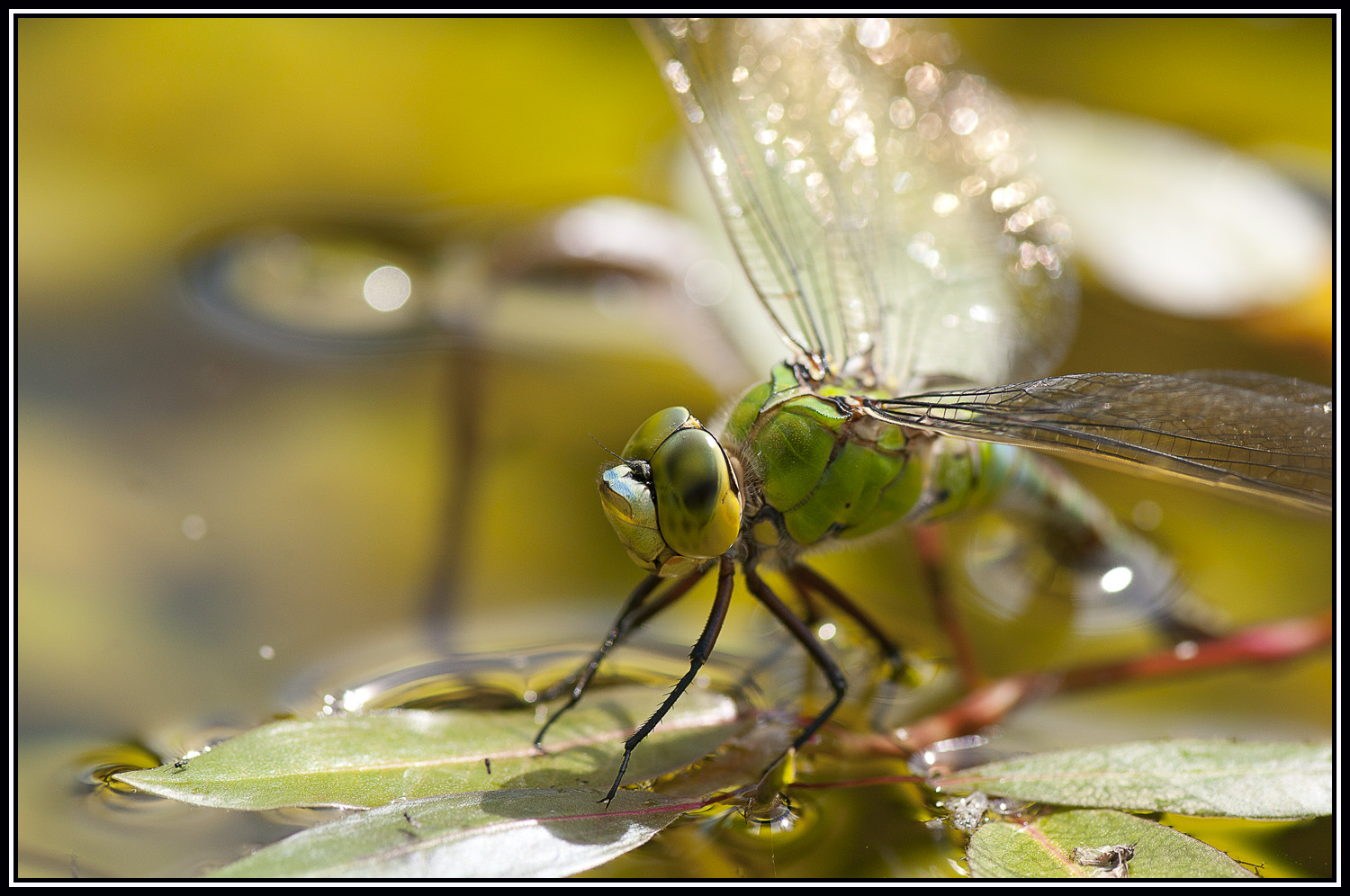 Portrait de libellule