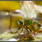 Portrait de libellule