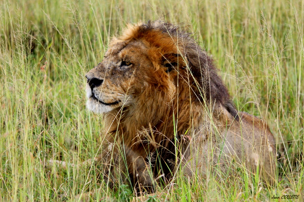 Portrait de lion.