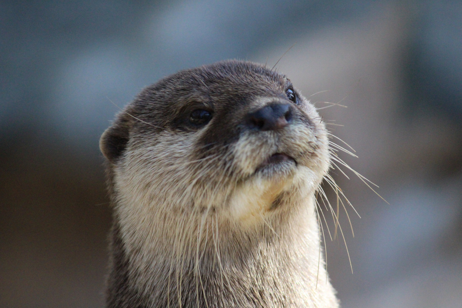 portrait de loutre