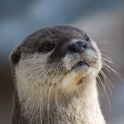 portrait de loutre