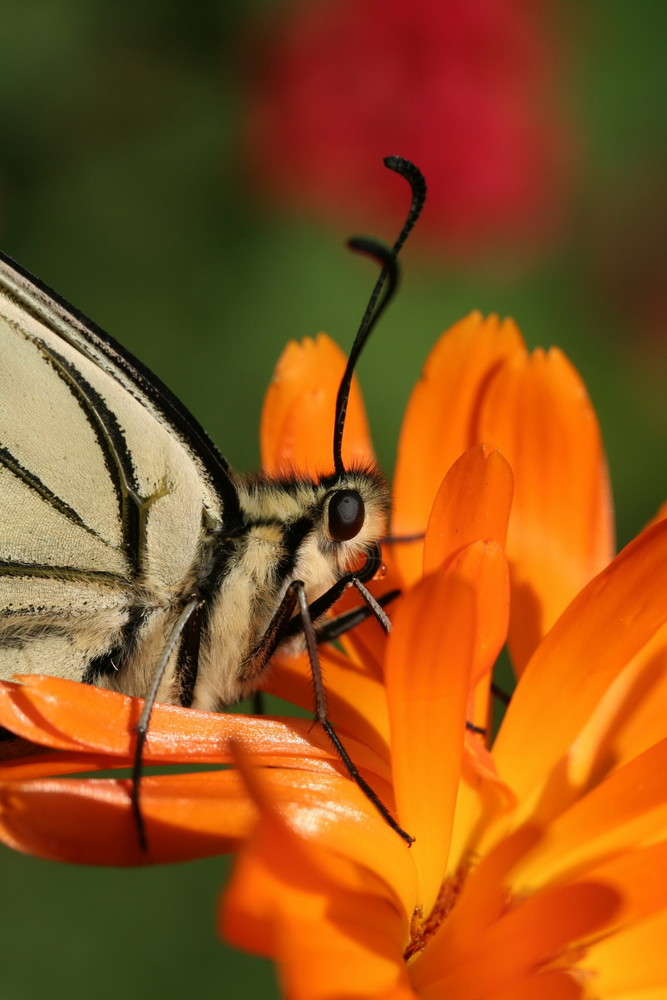 Portrait de Machaon