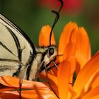 Portrait de Machaon