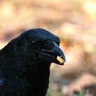 Portrait de Maitre Corbeau