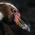 Portrait de manchot  (Spheniscus humboldti, manchot de Humboldt)