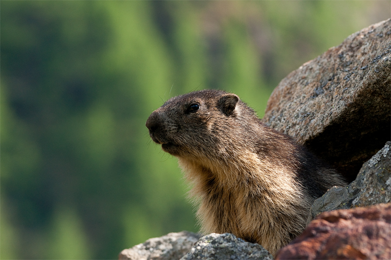 Portrait de marmotte