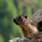 Portrait de marmotte
