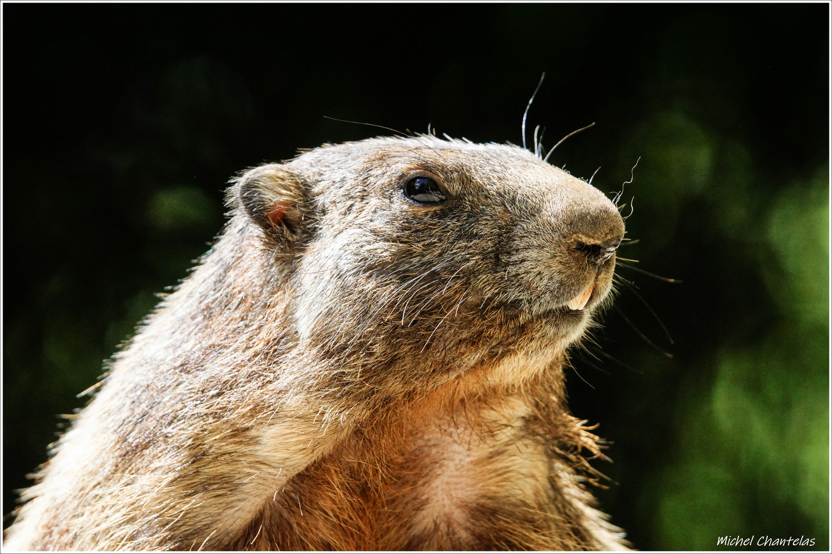 portrait de marmotte