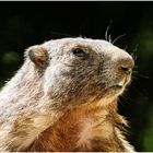 portrait de marmotte