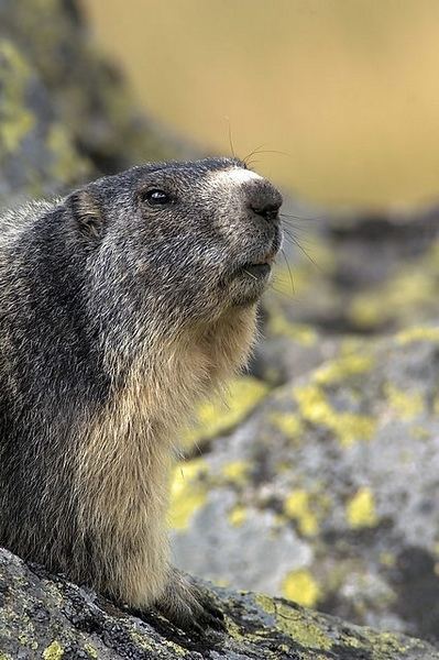 portrait de marmotte