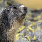 portrait de marmotte