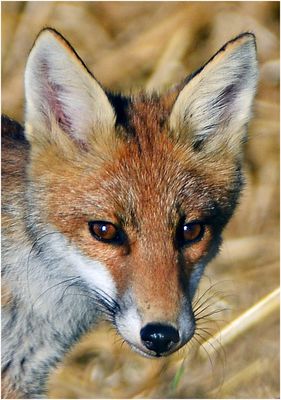 Portrait de maître Goupil.