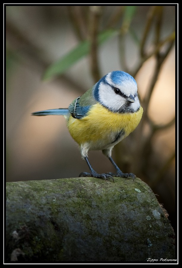 Portrait de Mésange Bleue