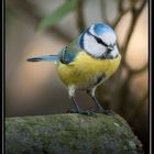 Portrait de Mésange Bleue