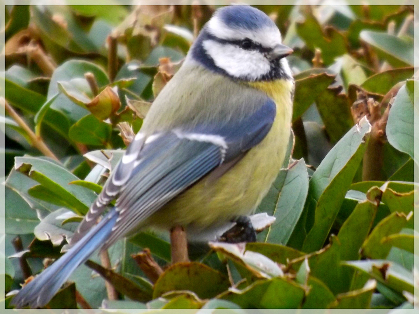 portrait de mlle mésange à tête bleue