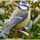 portrait de mlle mésange à tête bleue