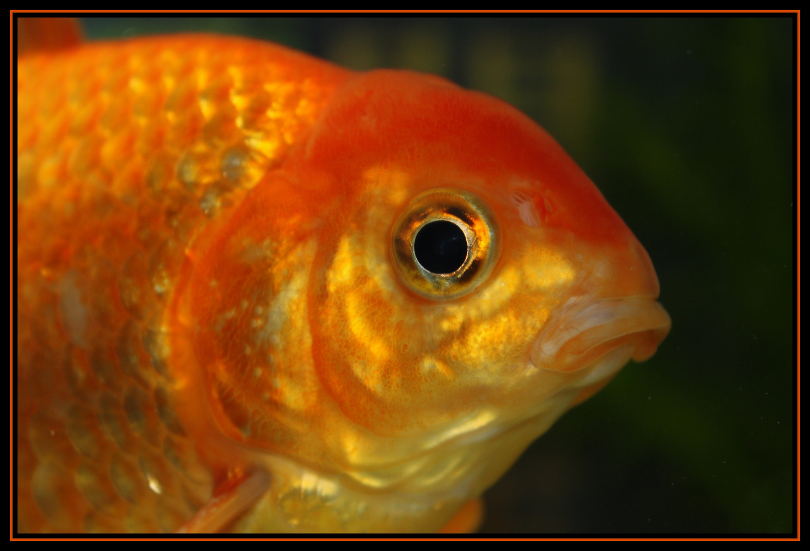 Portrait de mon poisson rouge