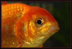 Portrait de mon poisson rouge