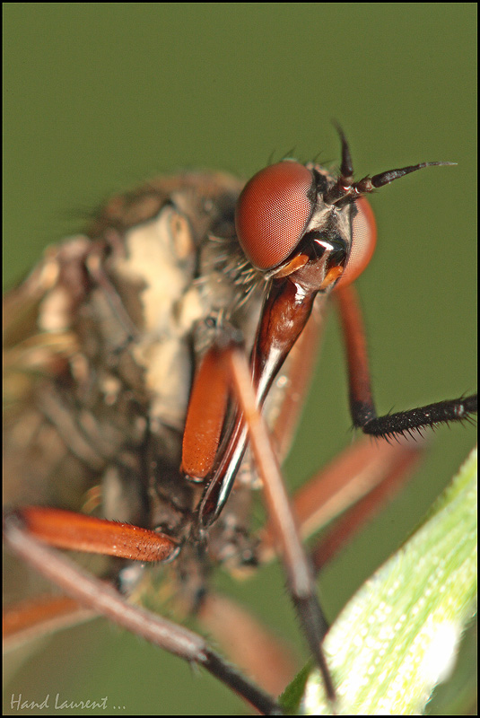 Portrait de mouche inconnue