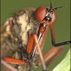 Portrait de mouche inconnue