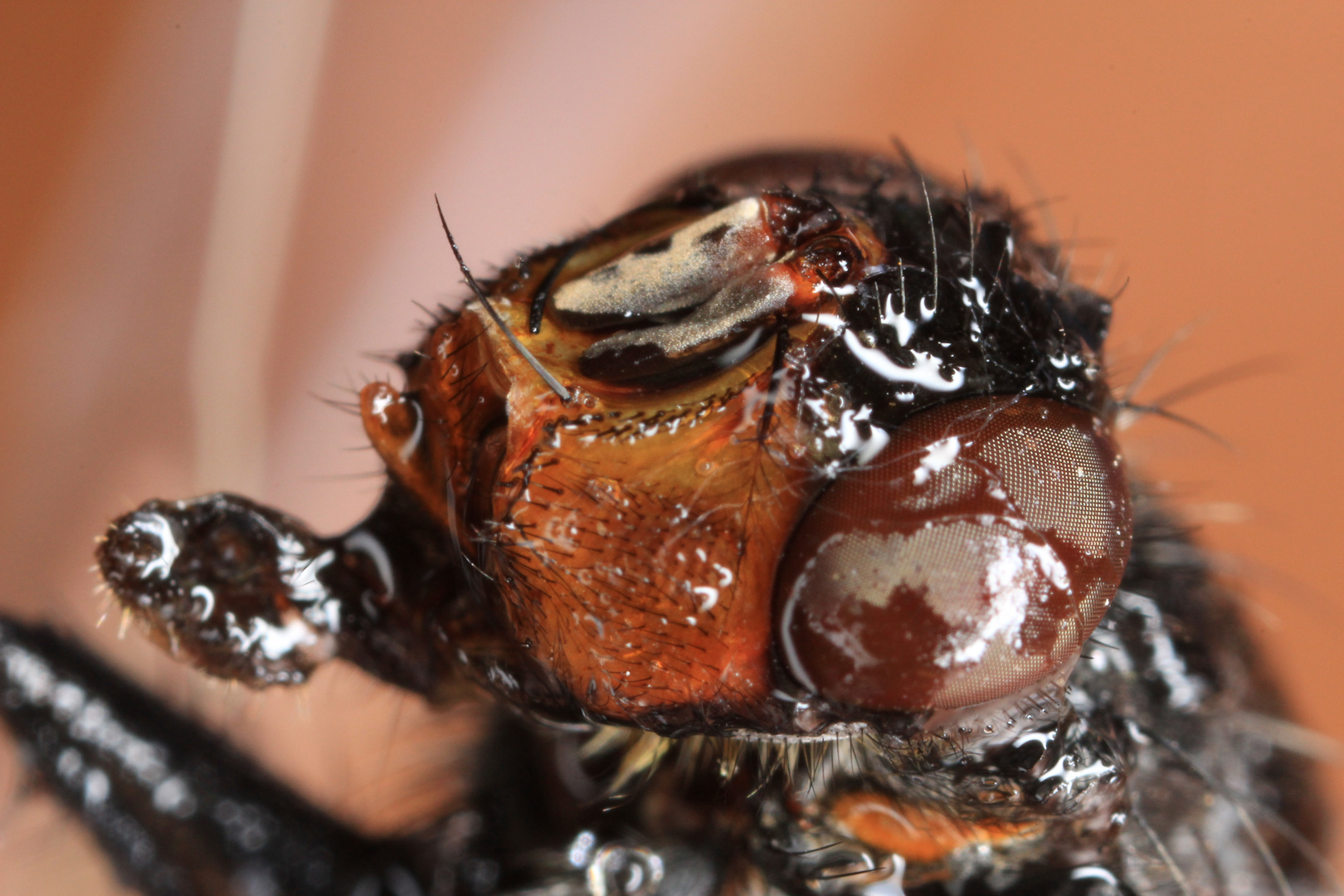 Portrait de mouche mouillée