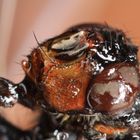 Portrait de mouche mouillée