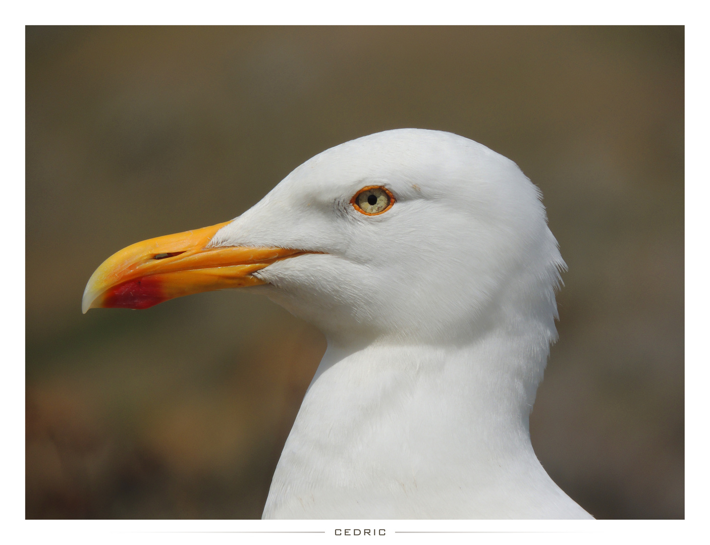 Portrait de mouette