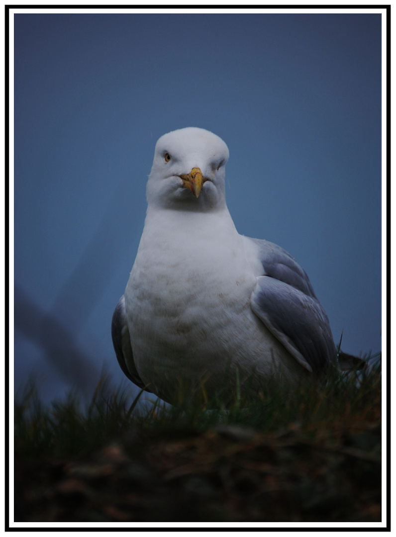 Portrait de mouette