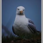 Portrait de mouette