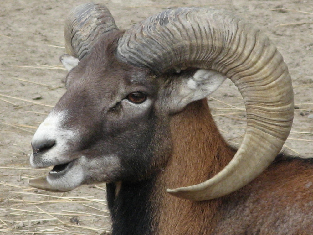 Portrait de Mouflon