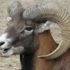 Portrait de Mouflon