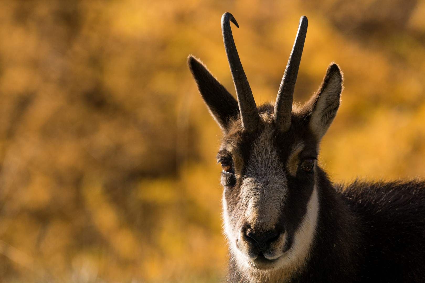 portrait de novembre